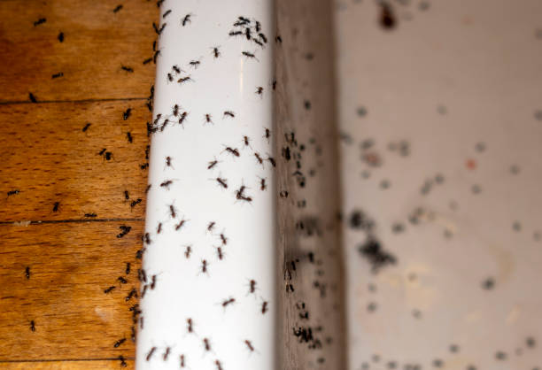 Best Pest Inspection Near Me  in Utica, OH